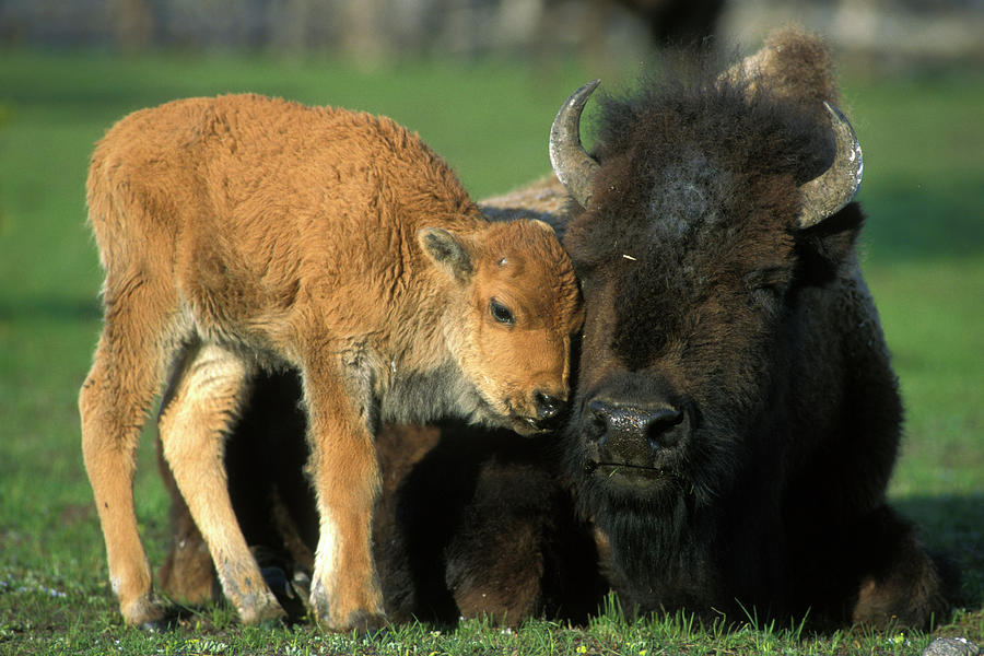 A bison calf nuzzles his mother